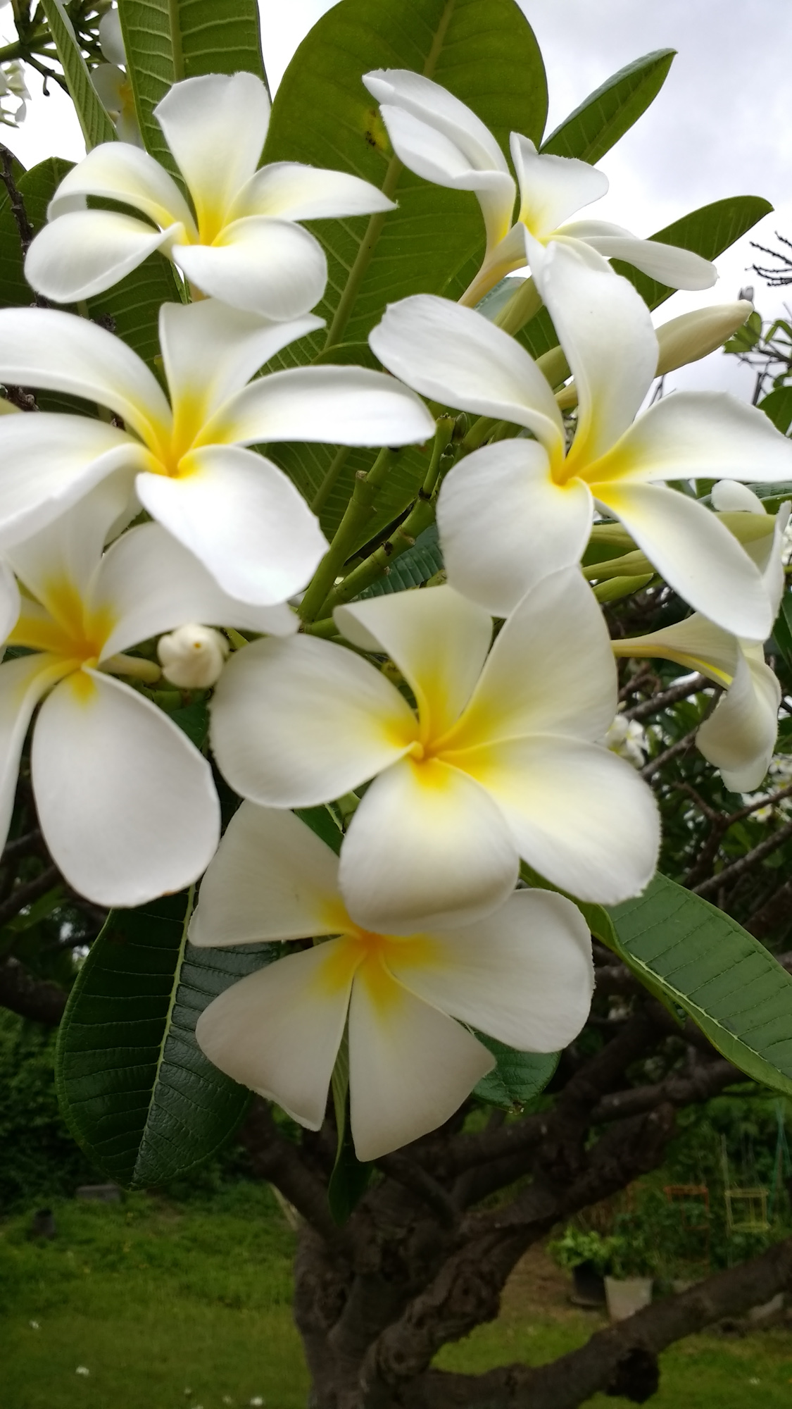 Plumeria